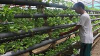 Tips Jitu Memulai Bisnis Sayuran Hidroponik