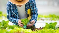 Inilah 5 Ide Usaha di Bidang Pertanian yang Potensial
