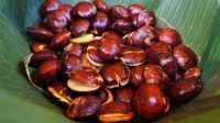 Manfaat Jengkol yang Luar Biasa Untuk Kesehatan, Bisa Cegah Diabetes
