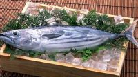 Sering dianggap Ikan yang Sama, Ini Bedanya Ikan Tongkol dan Ikan Tuna