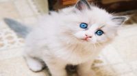 Fakta Unik tentang Kucing Anggora yang Jarang Orang Tahu