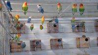 Mau Bisnis Ternak Burung, Ini Jenis burung yang Cocok