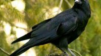 Burung Masuk Rumah Pertanda Apa? Yuk Cari Tahu