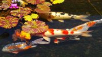 Berbagai Jenis Penyakit Ikan Koi dan Cara Mengobatinya