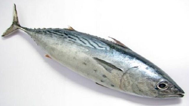 Ternyata Kandungan Gizi Ikan Tuna Sangat Baik Untuk Anak-anak