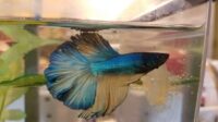 Begini Cara Merawat Ikan Cupang Agar Tidak Mati