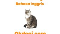 Translator Bahasa Kucing Terbaik pada Tahun 2024 terbaru