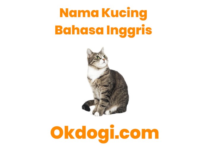 Translator Bahasa Kucing Terbaik pada Tahun 2024 terbaru